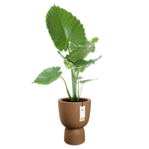 amber coupe 35cm caramelo